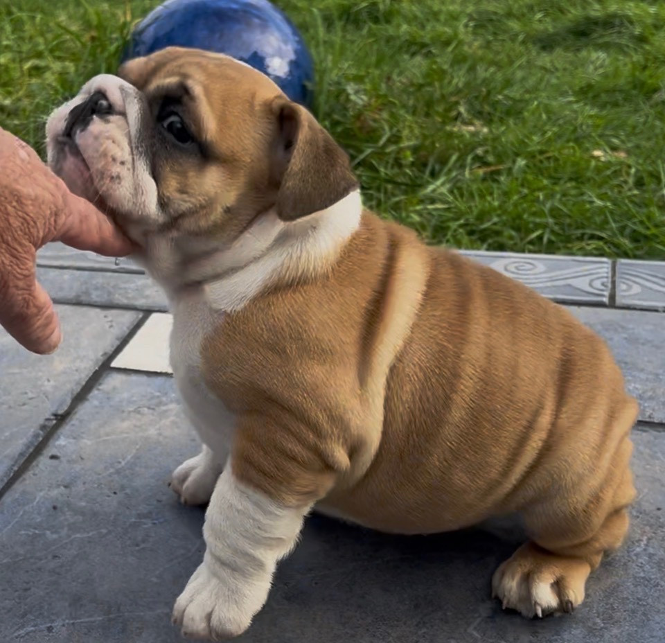 Portée du 15 décembre 2025