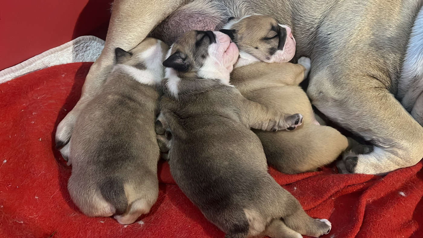 Chiot Bulldog Anglais De La Mer De Marmara