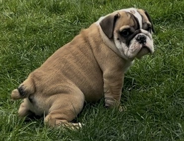 De La Mer De Marmara - Chiots disponibles - Bulldog Anglais